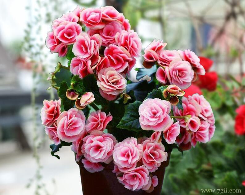 丽格海棠怎么养殖？养殖丽格海棠需要注意什么？