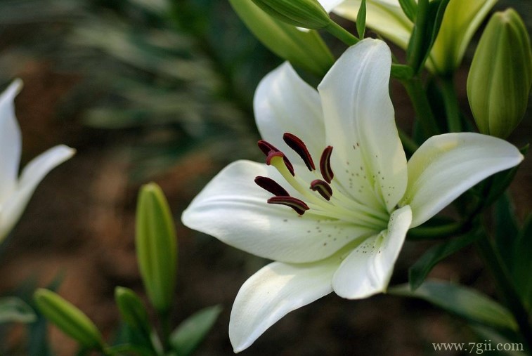 辉县市的市花是什么？