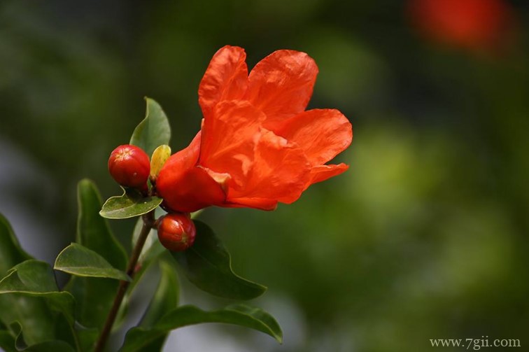 合肥市的市花是什么？