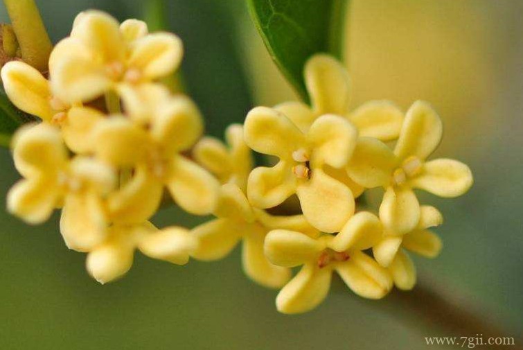 合肥市的市花是什么？