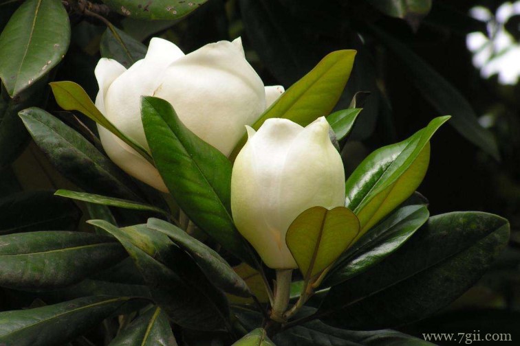 合肥市的市花是什么？