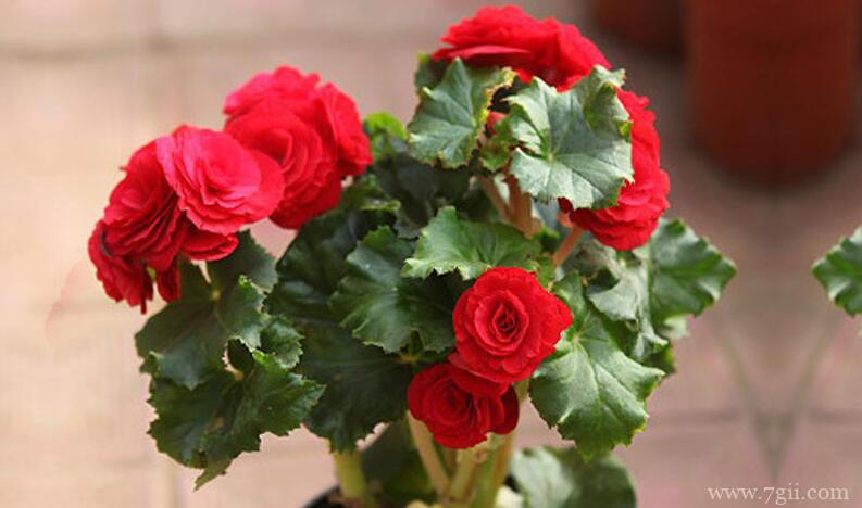 丽格海棠开花后怎么养护？