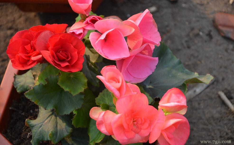 丽格海棠怎么换盆？丽格海棠的换盆方法和步骤