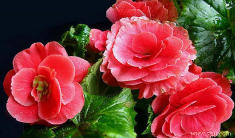 丽格海棠的配土方法