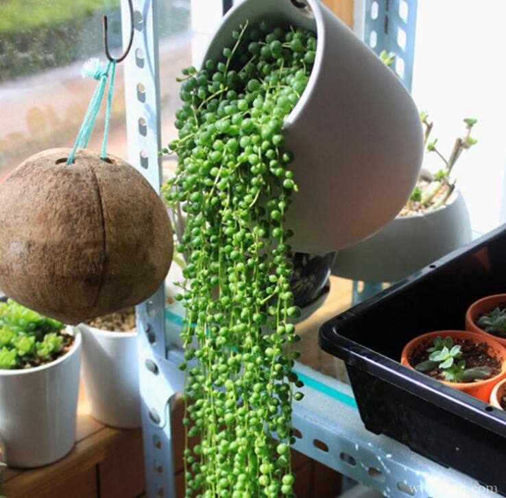 珍珠吊兰的图片大全，珍珠吊兰高清图片！