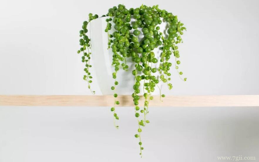 珍珠吊兰的图片大全，珍珠吊兰高清图片！