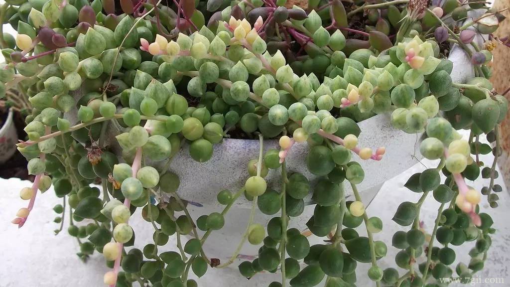 珍珠吊兰的花期养护方法