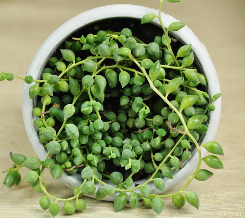 珍珠吊兰怎么养？