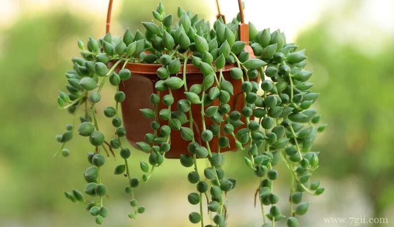 多肉珍珠吊兰怎么养殖？