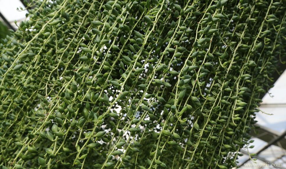 珍珠吊兰可以水培吗？