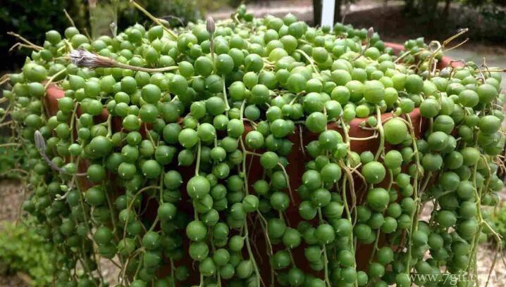 珍珠吊兰可以水培吗？