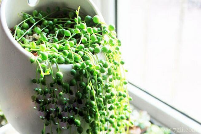 珍珠吊兰秋天怎么养护？