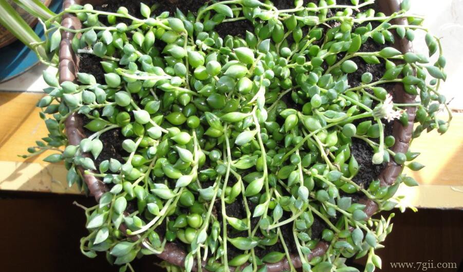 珍珠吊兰的养殖方法和技巧