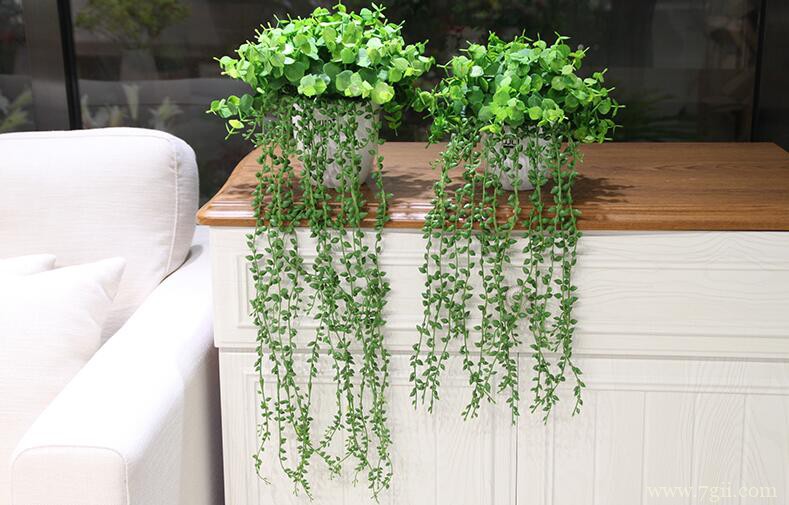 多肉珍珠吊兰腐烂怎么办？