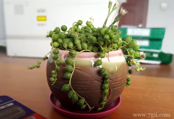 珍珠吊兰怎么过冬？只需掌握这三点！