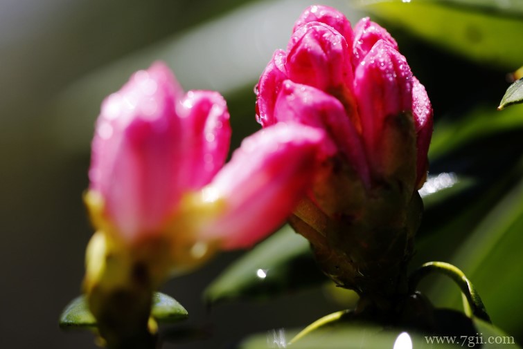 黄山市的市花是什么？