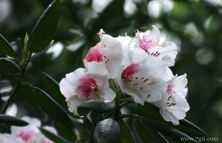 黄山市的市花是什么？