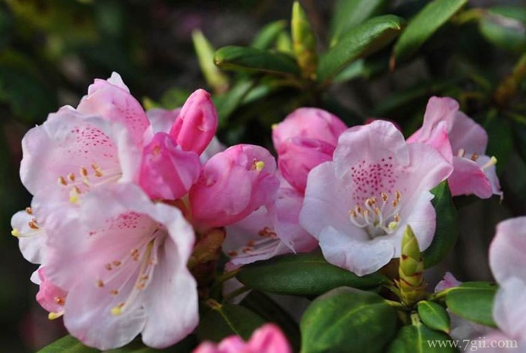 黄山市的市花是什么？