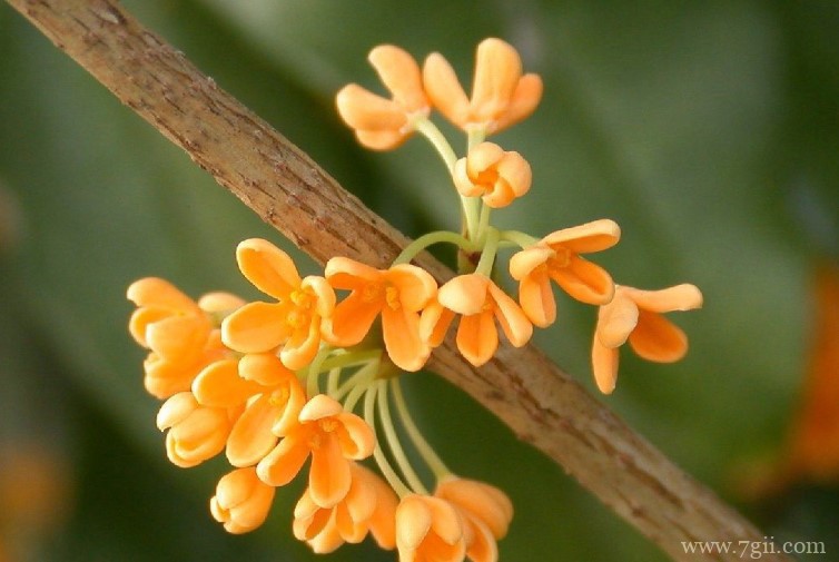 滁州市的市花是什么？