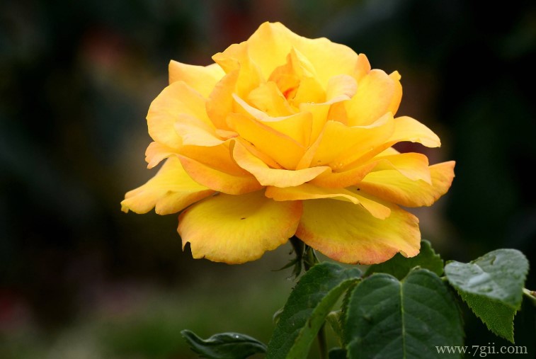 安庆市的市花是什么？