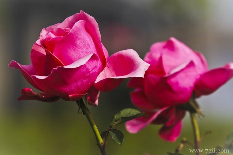 安庆市的市花是什么？