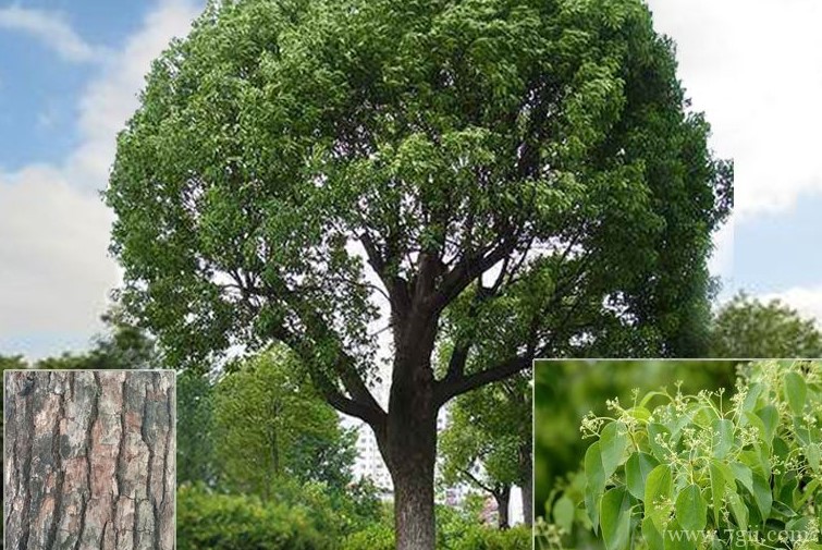 安庆市的市花是什么？