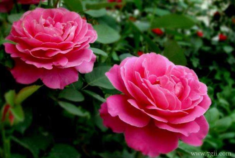 淮南市的市花是什么？