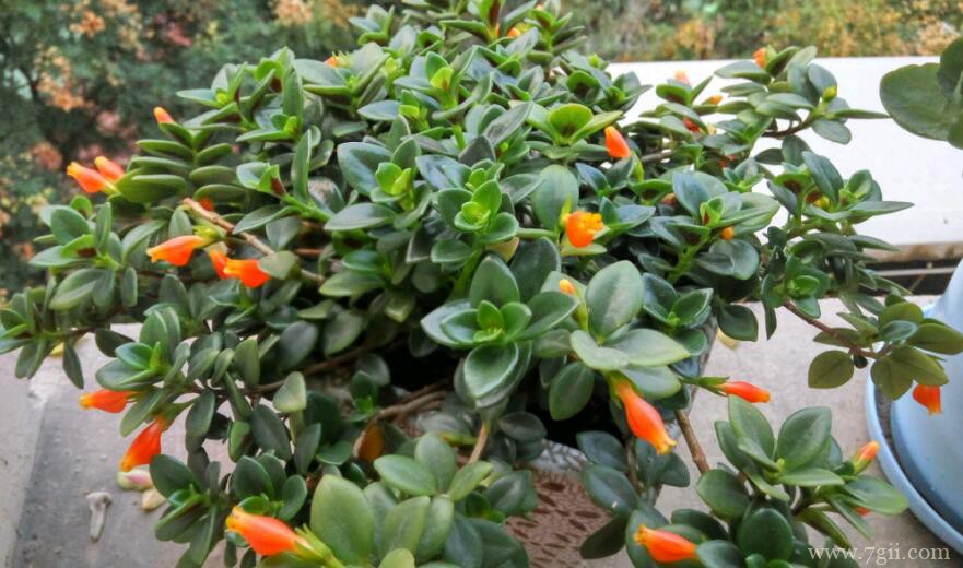 金鱼吊兰怎么栽培养护？