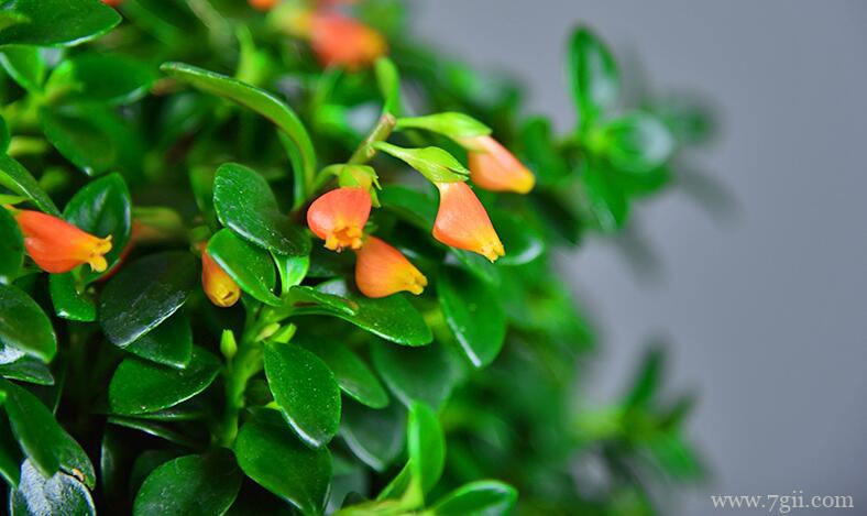 金鱼吊兰掉花苞的原因