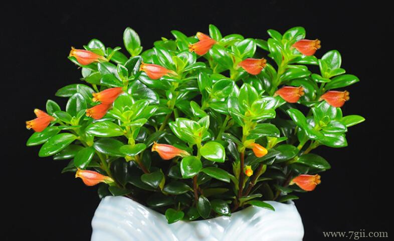 金鱼吊兰不开花怎么办？