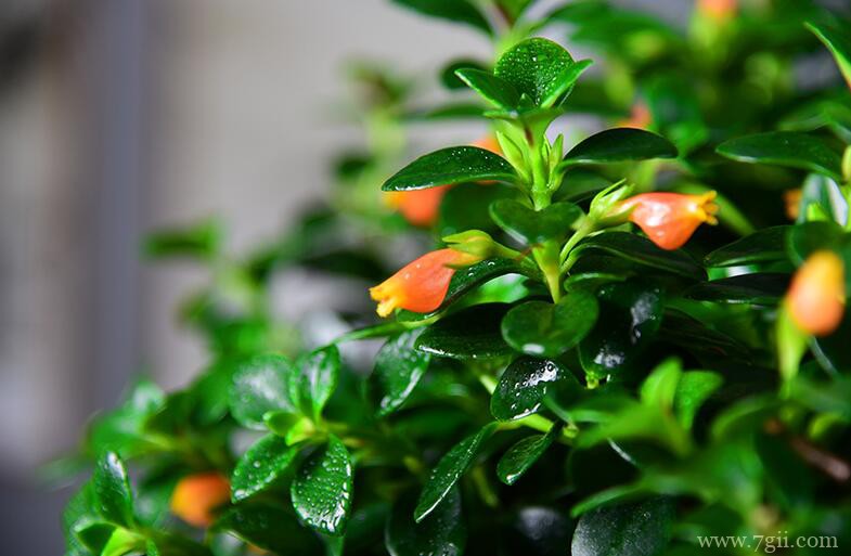 金鱼吊兰不开花怎么办？