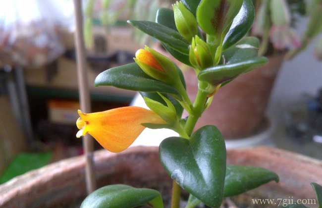 金鱼吊兰不开花？这几点养护别忽视