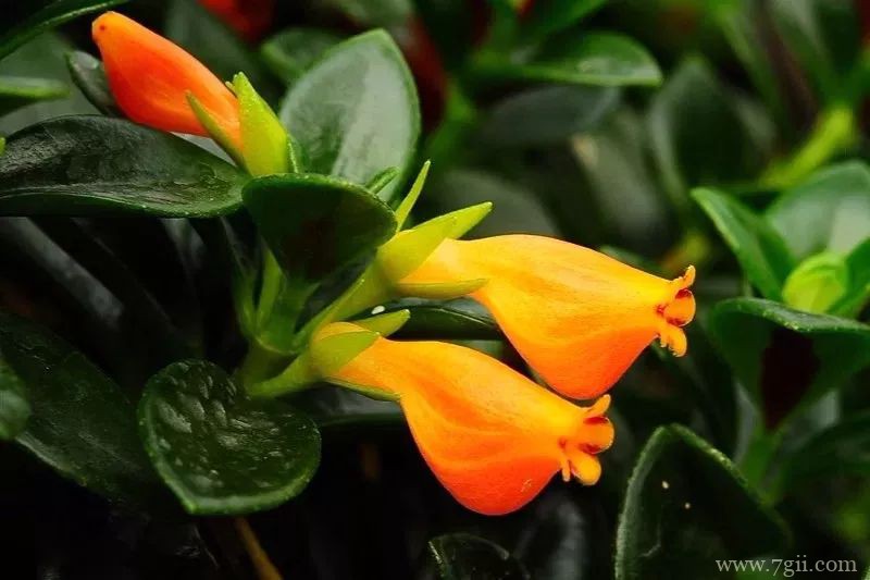 金鱼吊兰落叶怎么办？