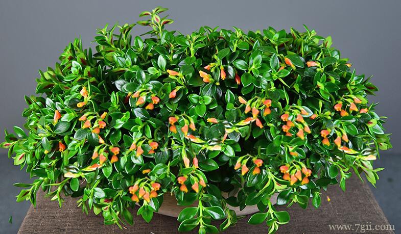 金鱼吊兰有黄色斑点怎么办？