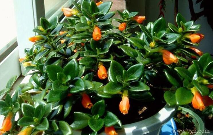 金鱼吊兰的栽培方法