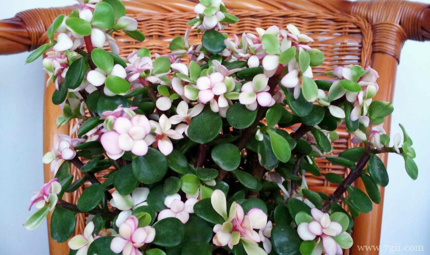 金枝玉叶叶片发黄怎么办？