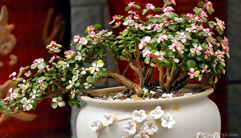 金枝玉叶可以开花吗？怎么让金枝玉叶开花？