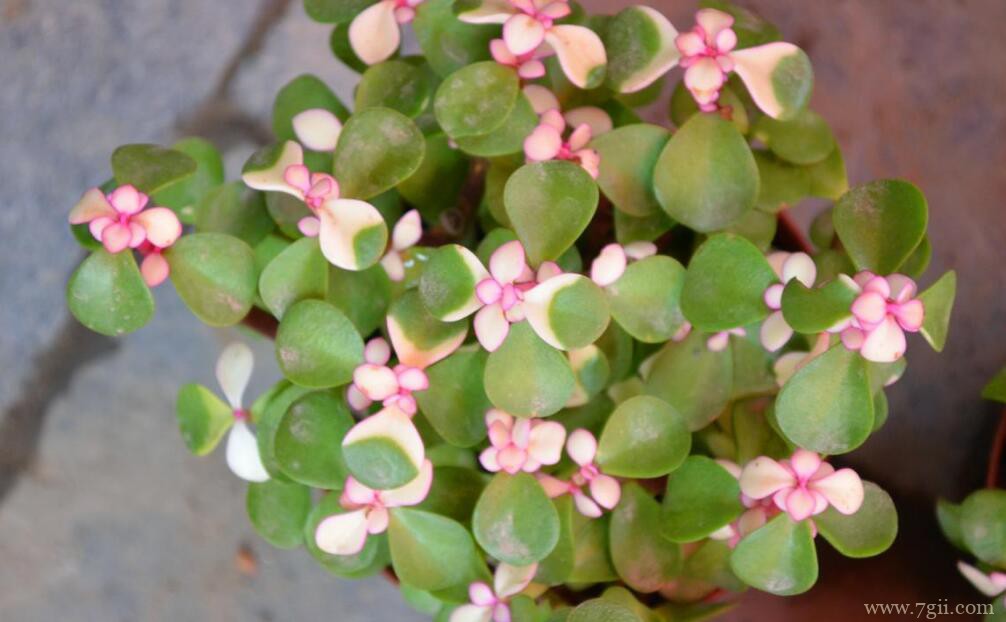 金枝玉叶可以开花吗？怎么让金枝玉叶开花？