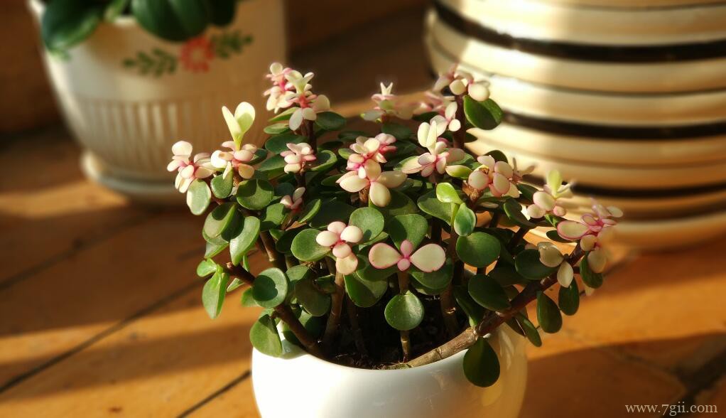 金枝玉叶什么时候开花呢？