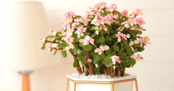 金枝玉叶什么时候开花呢？