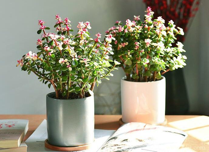 金枝玉叶什么时候开花呢？