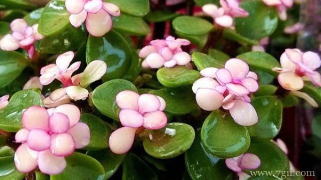 金枝玉叶什么时候开花呢？