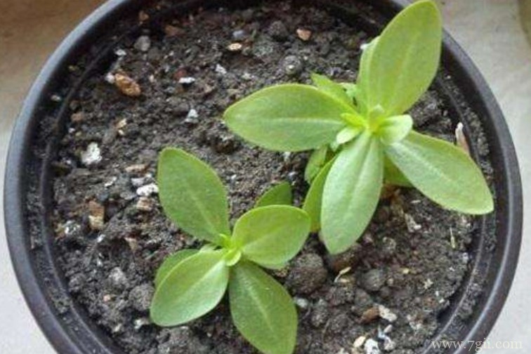 洋桔梗能扦插吗？