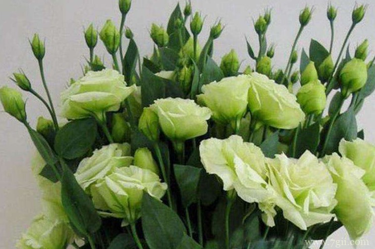 洋桔梗能扦插吗？