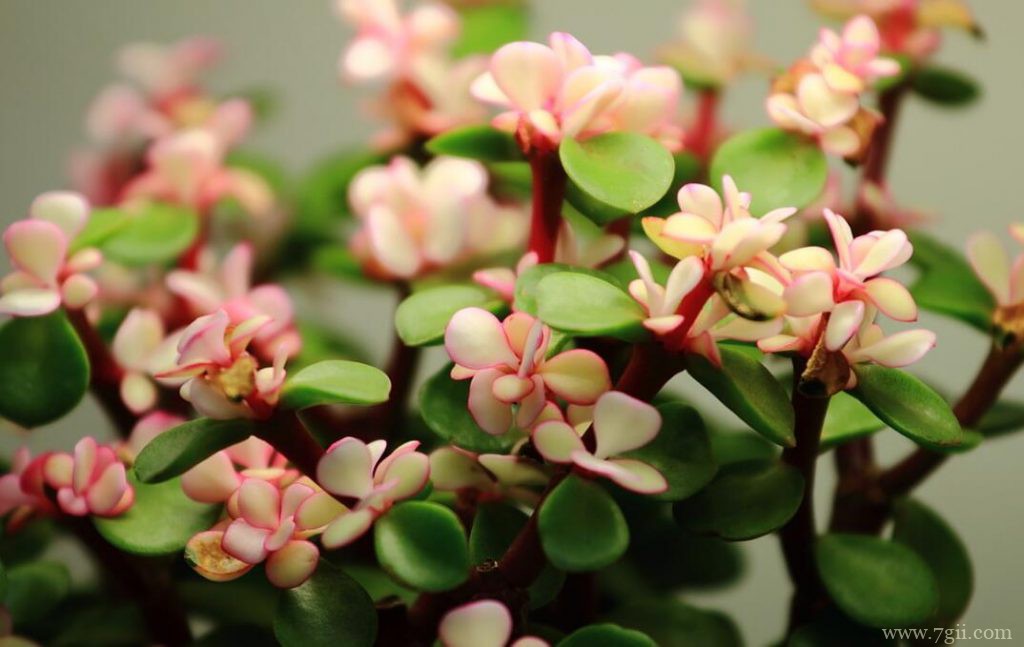 金枝玉叶如何养？资深养花能手教你几招