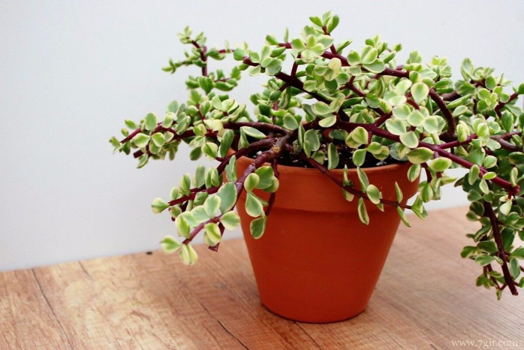 金枝玉叶换盆的方法和注意事项