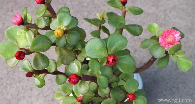 金枝玉叶为什么不开花？