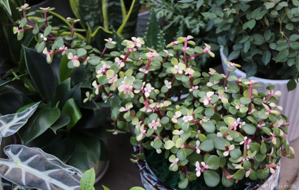 金枝玉叶怎么做造型？