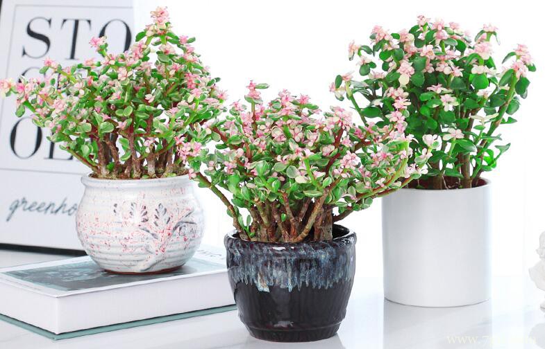 金枝玉叶夏天的浇水方法