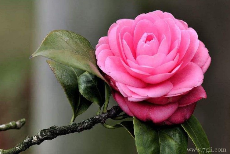 昆明适合养什么花？